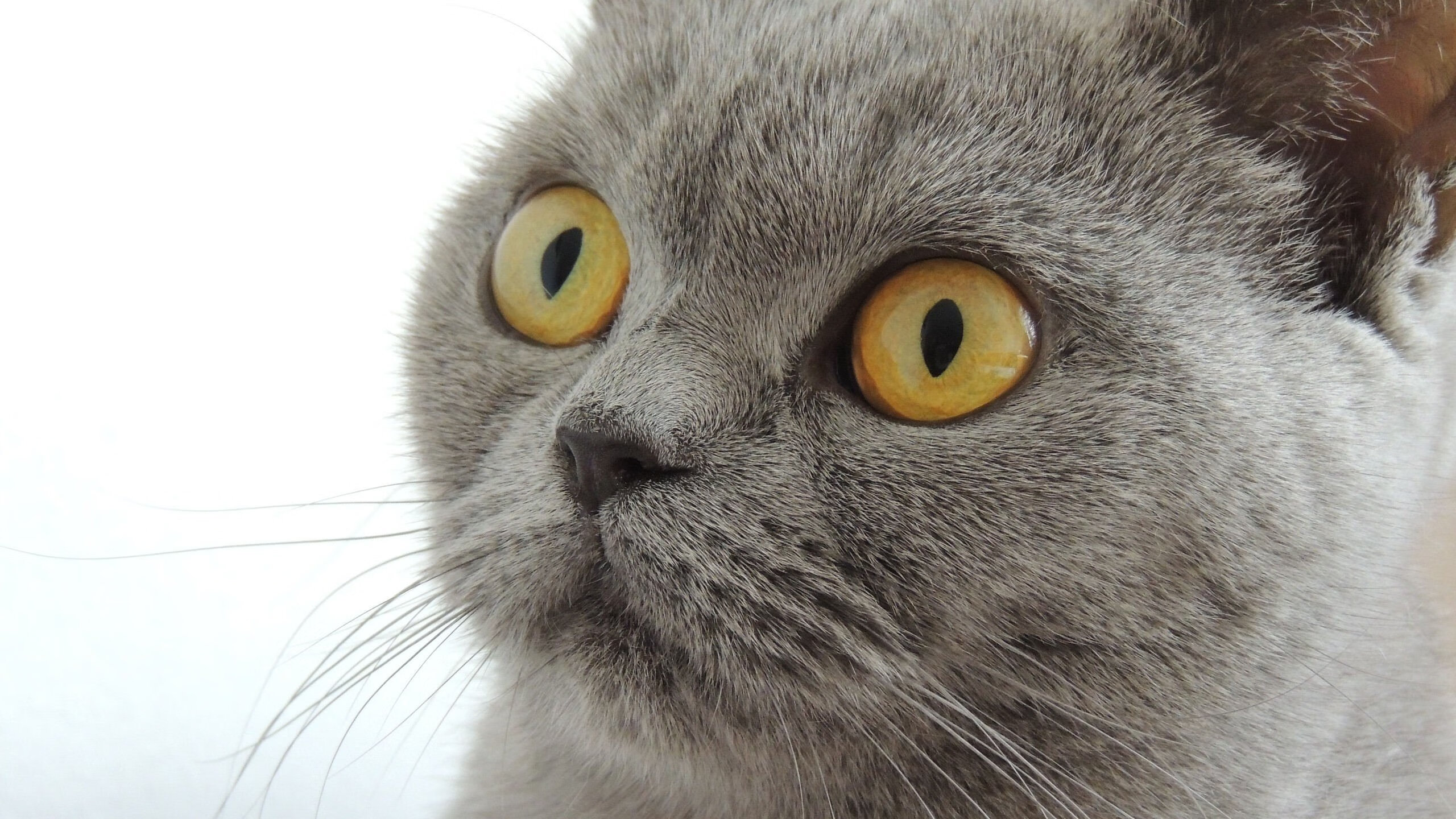 开云sport-马德里竞技的胜利，亚洲足球的复杂图景