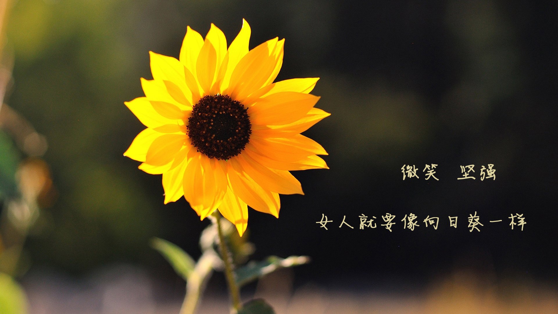 刀锋与蜜糖，当澳大利亚的野性遇见瑞士的精密