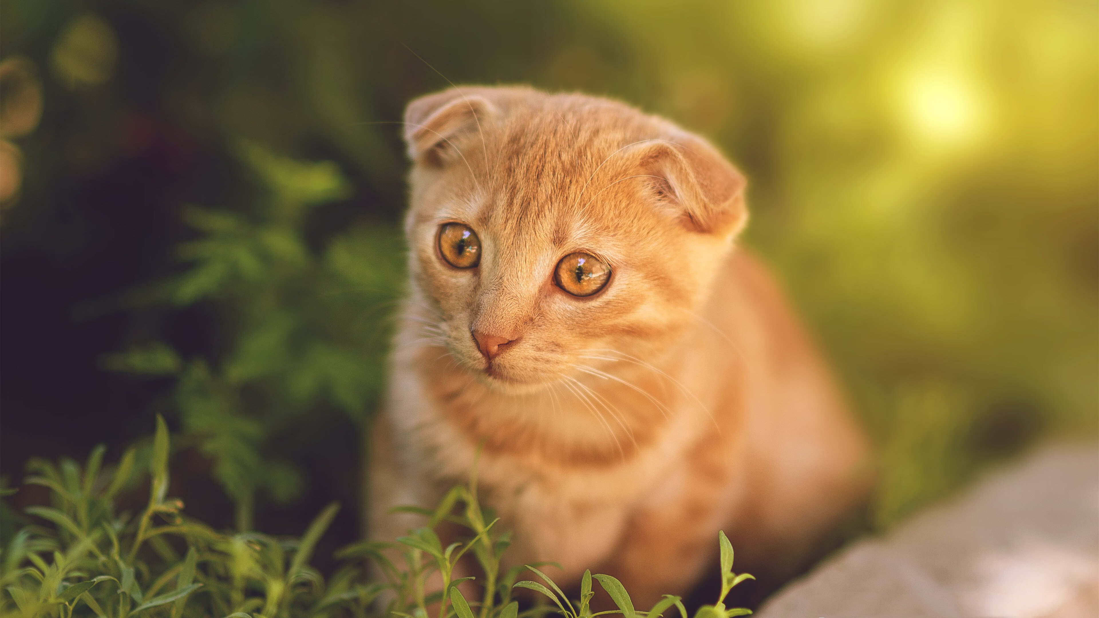 金元风暴下的绿茵答卷，切尔西力斩沙特资本幽灵，布鲁诺·费尔南德斯用一剑封喉打破所有质疑