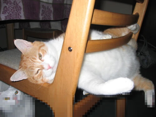 奥运前夜,空中霸王降临,锡安暴力美学导演魔术狂胜,奥运门票已握手中?