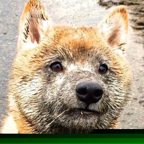 开云体育官网-一人掌控风云，一队决胜千里—马克西导演，山西队终局猎杀黄蜂