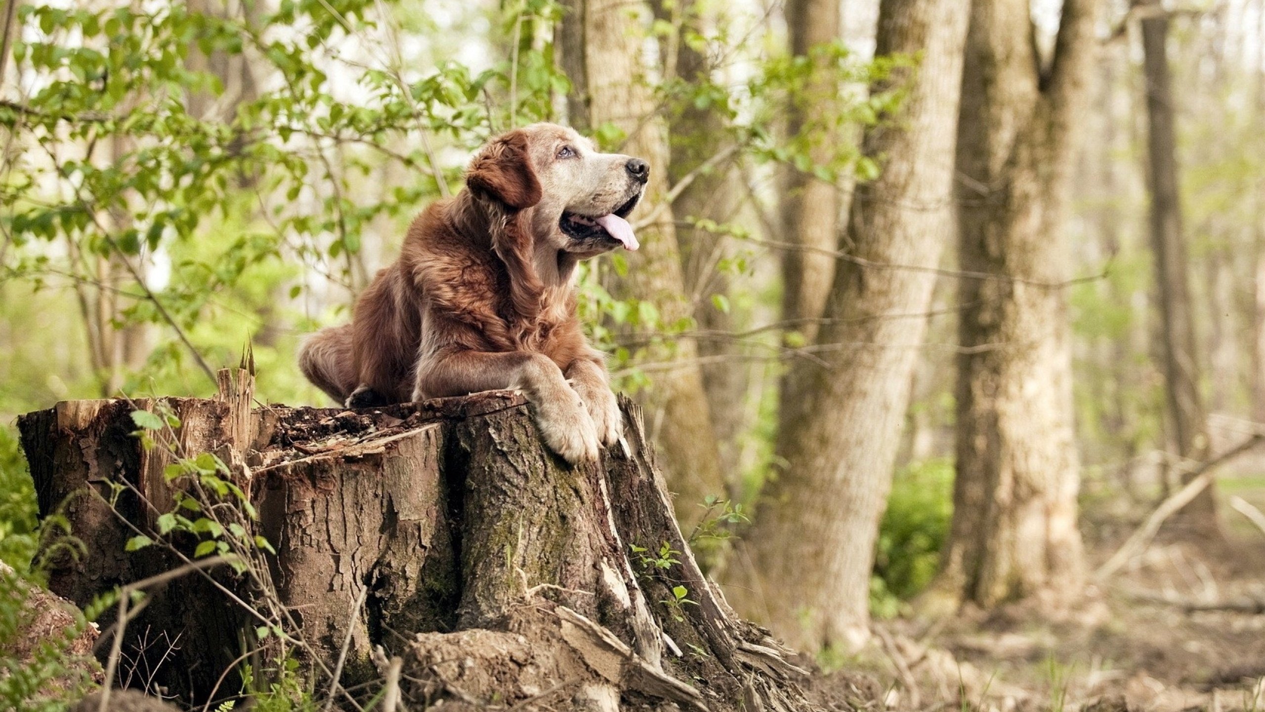切特时间,当无形之手在奇才与勇士的记分牌上书写命运